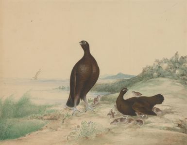 19th Century Watercolour - Grouse on the River Bank