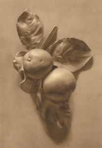 Fine Late 19th Century Watercolour - Still Life Oranges