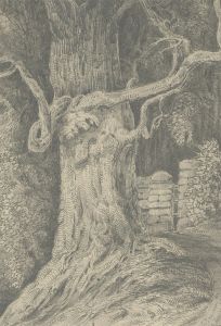 Mid 19th Century Graphite Drawing - Study of a Knarly Tree