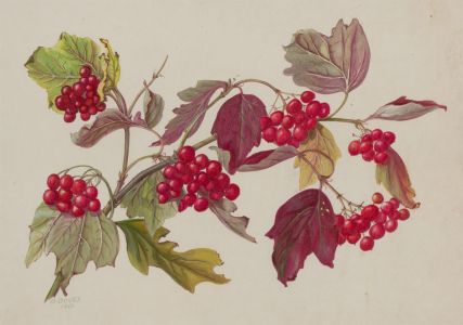Dorothy Bovey - Fine 1966 Gouache, Redcurrant Branch