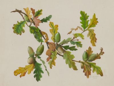 Dorothy Bovey - Fine 1966 Gouache, Acorn Branch
