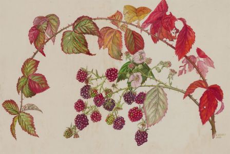 Dorothy Bovey - Fine 1966 Gouache, Blackberry Bramble