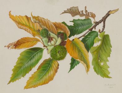 Dorothy Bovey - Fine 1966 Gouache, Chestnut Tree Branch