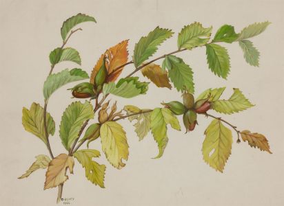 Dorothy Bovey - Fine 1966 Gouache, Hazelnut Branch