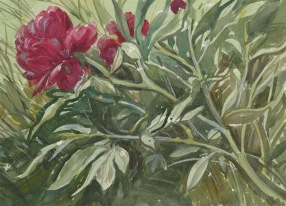 Clifford H. Thompson (1926-2017) - 2001 Watercolour, Study of a Flower