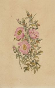 Mid 19th Century Watercolour - Wild Roses