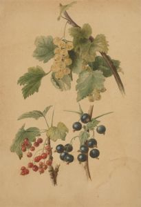 H.H - 1880 Watercolour, Berry Studies