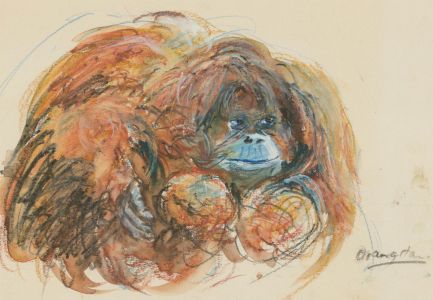 John A. Case - 20th Century Watercolour, Orangutan