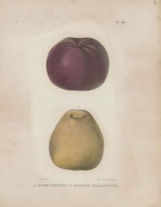 R.H. Pease - A Pair of c.1880 Hand Coloured Lithographs, Apples