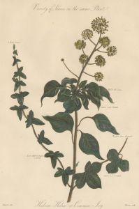 Robert John Thornton (1768-1837) - 1810 Engraving, Common Ivy