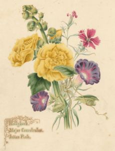 R.H.L - Mid 19th Century Watercolour, Hollyhock, Major Convolvulus & Indian Pink