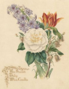 R.H.L - Mid 19th Century Watercolour, Tulips, Camellia & Hyacinth