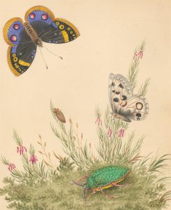 Early 19th Century Watercolour - Study of Butterflies & Insects
