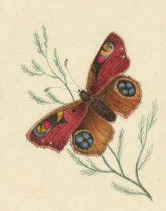 Fine 1829 Watercolour - Peacock Butterfly