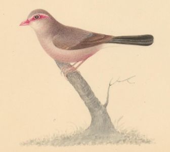 Mid 19th Century Watercolour - Study of a Bird