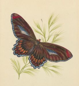 1829 Watercolour - Study of a Butterfly