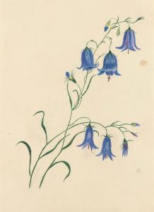A.F. Carter - A Pair of Watercolours, Study of a Bluebelle and Fuschia
