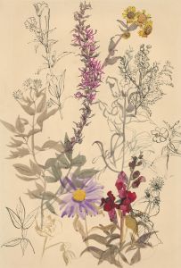 Patricia E. Bird - Mid 20th Century Pen and Ink Drawing, Spring Flowers