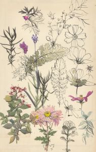 Patricia E. Bird - Mid 20th Century Pen and Ink Drawing, Wildflower Studies