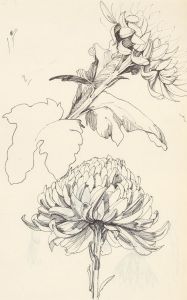 2008 Pen and Graphite Drawings - Chrysanthemums: Various Studies - Buds & Leaves