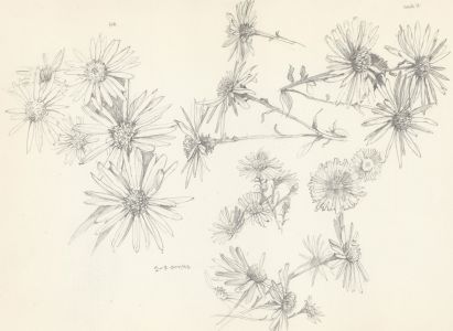 Set of Three 1995 Graphite Drawing - Floral Studies