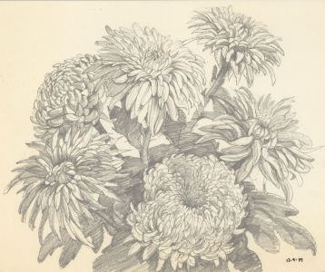 1989 Graphite Drawing - Chrysanthemums
