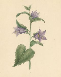 Early 19th Century Watercolour - Nettle Leaved Bellflower