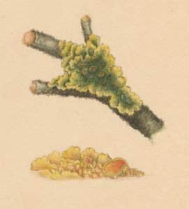 Early 19th Century Watercolour - Fungus Study