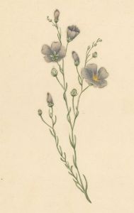Early 19th Century Watercolour - Perennial Flax