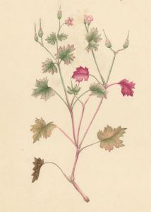 Early 19th Century Watercolour - Shining Cranesbill
