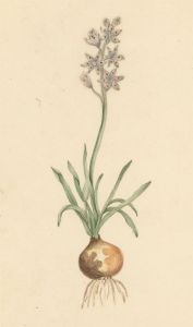 Early 19th Century Watercolour - Autumnal Garlic