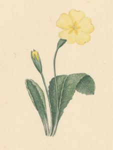 Early 19th Century Watercolour - Wild Primrose