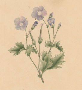 Early 19th Century Watercolour - Botanical Study