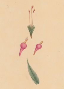 Early 19th Century Watercolour - Botanical Study