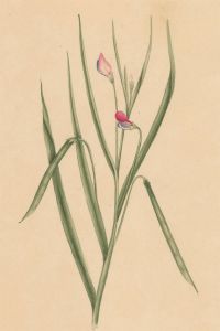 Early 19th Century Watercolour - Botanical Study