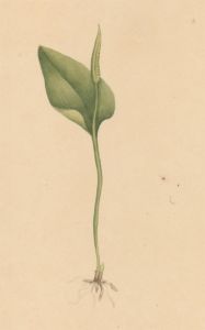 Early 19th Century Watercolour - Botanical Study