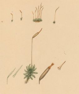 Early 19th Century Watercolour - Botanical Study