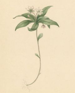 Pair of Early 19th Century Watercolours - Chickweed Wintergreen & Herb-Paris