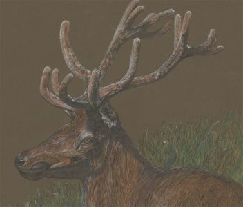 Audrey Pardoe - 1979 Mixed Media, Study of a Red Deer Stag