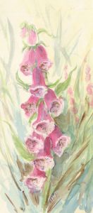 Audrey Pardoe - 1991 Watercolour, Foxgloves