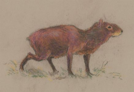 Raymond John Vandenbergh (b.1889) - 1923 Pastel, Agouti