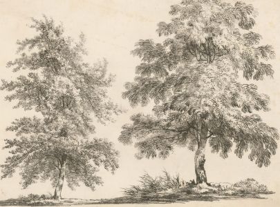 1804 Etching - Lime and Horse Chestnut Trees