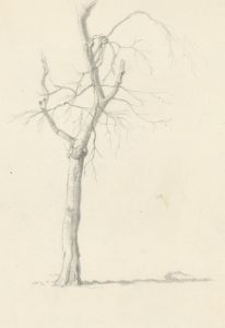 Anne Roger - Mid 20th Century Graphite Drawing, Silver Birch