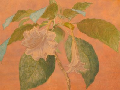 John Brett (1831-1902) - Watercolour, Study of White Angel's Trumpets