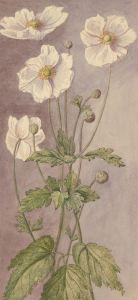 P.W.N.G - Late 19th Century Watercolour, White Poppies