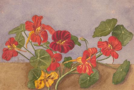 P.W.N.G - Late 19th Century Watercolour, Nasturtium Flower Study