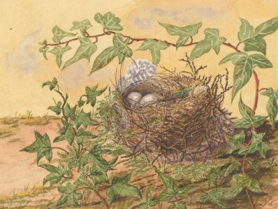 P.W.N.G. - Set of Three Late 19th Century Watercolours, Birds Nest with Eggs