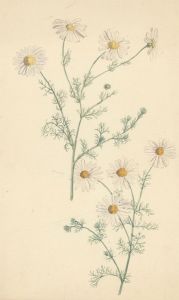 P.W.N.G. - A Pair of Late 19th Century Watercolours, Botanical Still Life Study