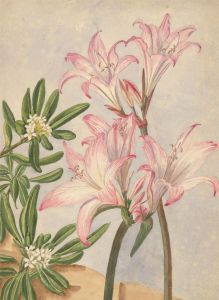 P.W.N.G - 1891 Watercolour, Amaryllis Belladonna