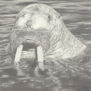 F.O. - Fine 2006 Graphite Drawing, Hyperrealist Walrus